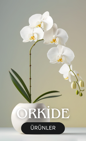 orkideler